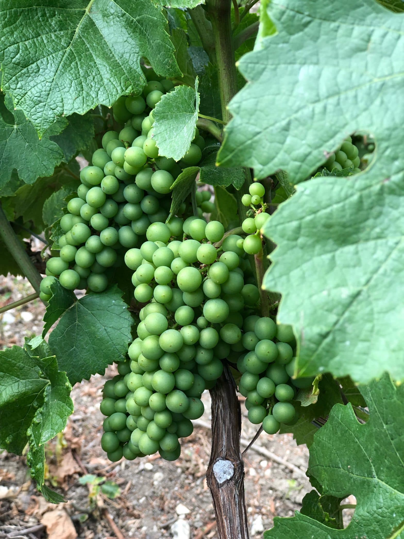 MATHIEU Cugnart REFLETS DE TERROIR CHAMPAGNE 0,75cl