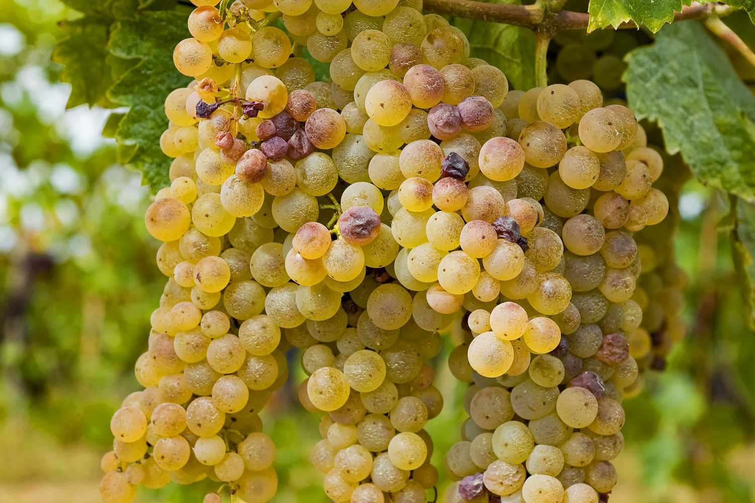 Pinot blanc Lissner